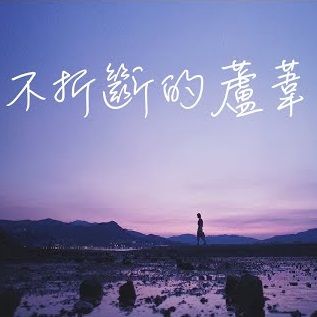 不折斷的蘆葦